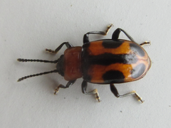 Ancylopus pictus