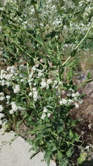 Lepidium latifolium