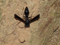 Coeleumenes burmanicus