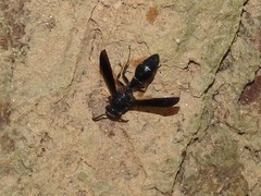 Coeleumenes burmanicus