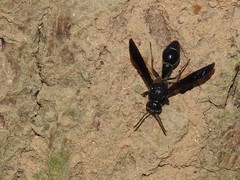 Coeleumenes burmanicus