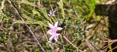 Philotheca reichenbachii