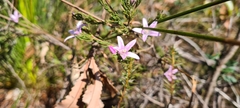 Philotheca reichenbachii
