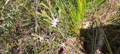 Philotheca reichenbachii