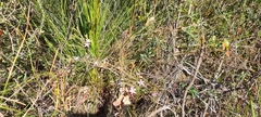 Philotheca reichenbachii