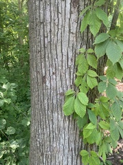 Tilia americana