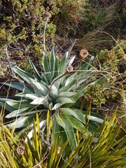 Celmisia semicordata