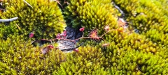Drosera peltata