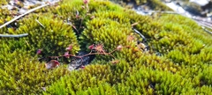 Drosera peltata