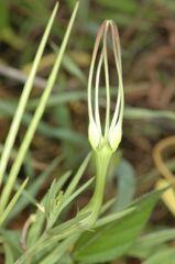 Ceropegia attenuata