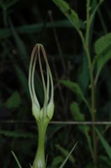 Ceropegia attenuata