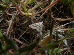 Perizoma custodiata
