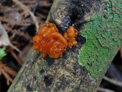 Tremella vesiculosa