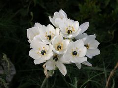 Ornithogalum arabicum