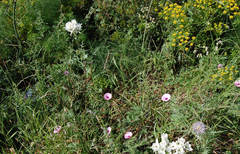 Ornithogalum arabicum