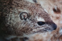 Procavia capensis