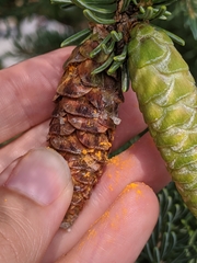 Rossmanomyces pyrolae