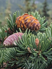 Rossmanomyces pyrolae