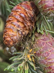 Rossmanomyces pyrolae