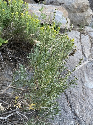 Image of Artemisia rothrockii by (c) Matt Berger, some rights reserved (CC BY)