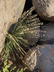 Melica stricta