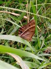 Taygetis asterie