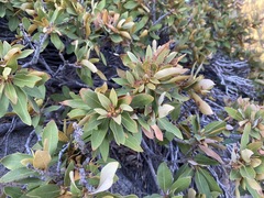Chrysolepis sempervirens