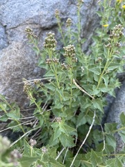 Ageratina occidentalis
