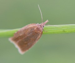 Sparganothis pilleriana