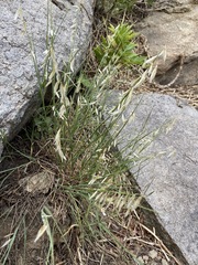 Melica stricta