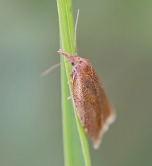 Sparganothis pilleriana