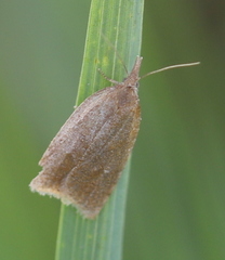Sparganothis pilleriana