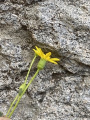 Senecio fremontii