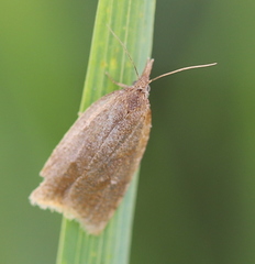 Sparganothis pilleriana