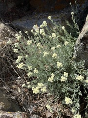 Artemisia albicans