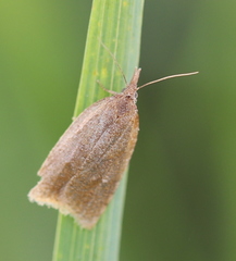 Sparganothis pilleriana