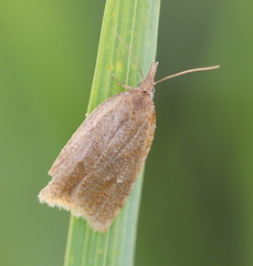 Sparganothis pilleriana