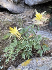Aquilegia pubescens
