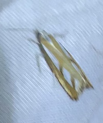 Catoptria latiradiellus