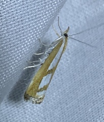 Catoptria latiradiellus