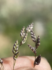 Glyceria elata