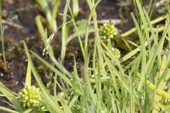 Sparganium hyperboreum