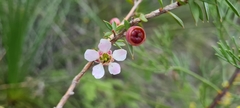 Leptospermum squarrosum