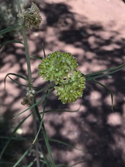 Asclepias rusbyi