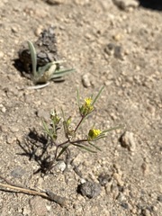 Orochaenactis thysanocarpha