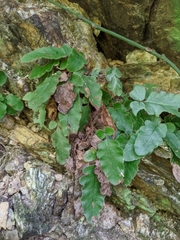 Tectaria zeilanica
