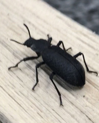 Iphthiminus serratus