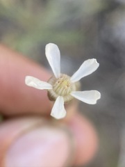 Horkeliella purpurascens