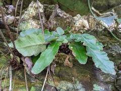 Tectaria zeilanica