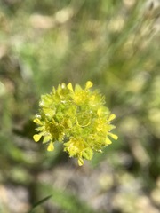 Ivesia campestris